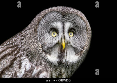 A half length portrait of a great grey gray owl looking staright at the camera with big yellow eyes against a black background