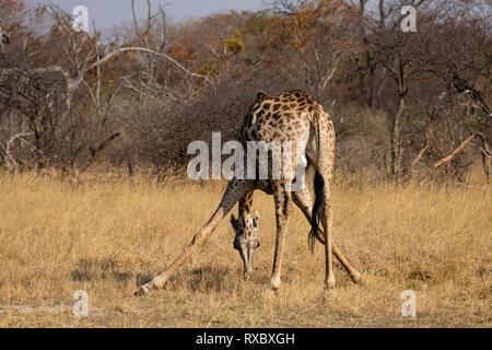 A lone giraffe with its head down drinking from a water hole in Hwange National Park, Zimbabwe Stock Photo