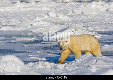Polar Bear, Ursus maritimus, on the icy fringes of Hudson Bay, Churchill, Manitoba, Canada. Stock Photo