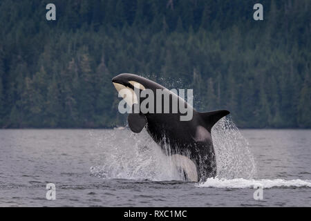 Northern resident orca whale (killer whale, Orcinus orca) breaching off northern Vancouver Island, First Nations Territory, British Columbia, Canada Stock Photo