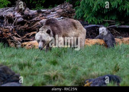 Grizzly bear mother with cub along the British Columbia coastline, First Nations Territory, British Columbia, Canada. Stock Photo