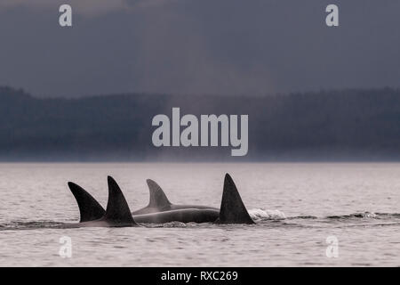 A family pod of northern resident orcas (killer whales, orcinus orca) cruising along Queen Charlotte Strait with Malcolm Island, near Lizard Point, First Nations Territory, Vancouver Island, British Columbia, Canada. Stock Photo