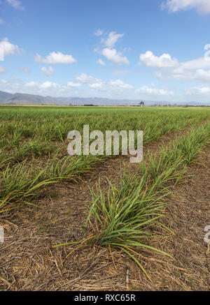 Young sugar cane growing in field south of Ingham - Far North Queensland Australia. The sugar industry is an important part of the Queensland economy Stock Photo