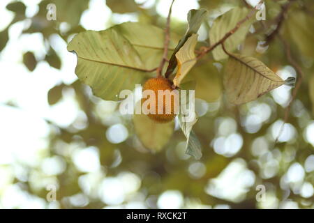 Artocarpus hisutus Stock Photo