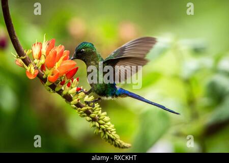 Violet-tailed sylph hovering next to orange flower,tropical forest, Peru, bird sucking nectar from blossom in garden,beautiful hummingbird with outstr Stock Photo