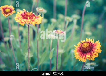 Orange with red flowers. Glade flowers rudbeckia in the summer garden. Stock Photo