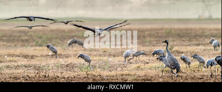Flock of Cranes in the field. The common crane (Grus grus), also known as the Eurasian crane. Stock Photo