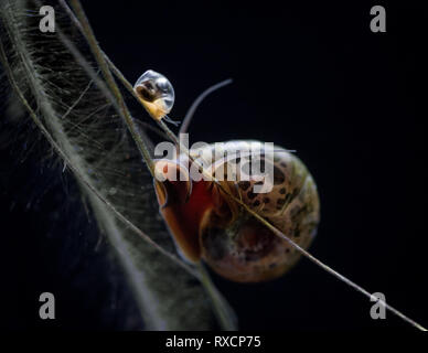 Aquarium snail Stock Photo