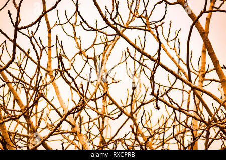 Tree branches in the white background Stock Photo