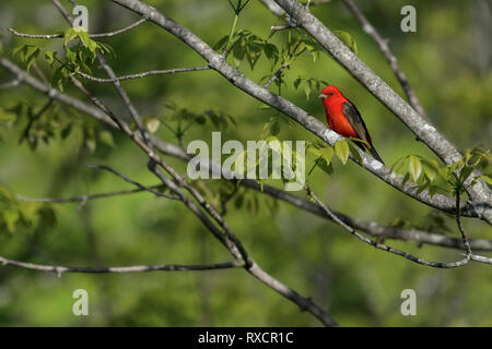 Scarlet Tanager (Piranga olivacea) perched on a branch in Southeastern Ontario, Canada. Stock Photo