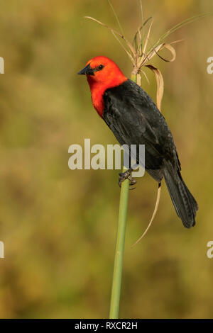 Scarlet-headed Blackbird (Amblyramphus holosericeus) in the Pantalal region of Brazil. Stock Photo