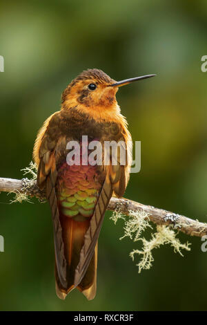 Shining Sunbeam (Aglaeactis cupripennis) perched on a branch in the Andes mountains of Colombia. Stock Photo