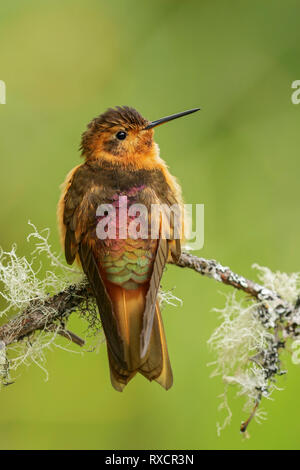Shining Sunbeam (Aglaeactis cupripennis) perched on a branch in the Andes mountains of Colombia. Stock Photo