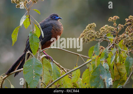 Sickle-winged Guan (Chamaepetes goudotii) perched on a branch in the Andes mountains of Colombia. Stock Photo