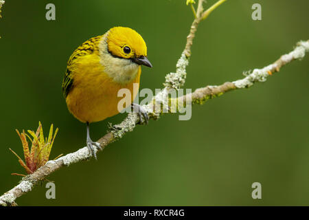 Silver-throated Tanager (Tangara icterocephala) perched on a branch in Costa Rica. Stock Photo