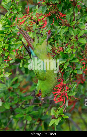 Slender-billed Parakeet (Enicognathus leptorhynchus) perched on a branch in Chile. Stock Photo