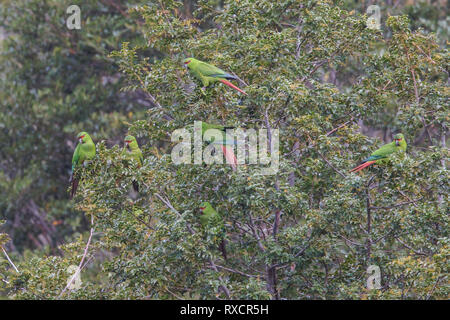 Slender-billed Parakeet (Enicognathus leptorhynchus) perched on a branch in Chile. Stock Photo