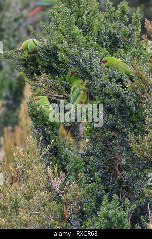 Slender-billed Parakeet (Enicognathus leptorhynchus) perched on a branch in Chile. Stock Photo