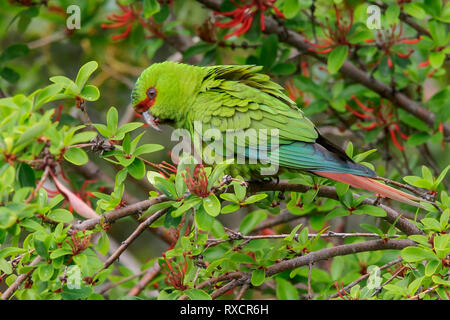 Slender-billed Parakeet (Enicognathus leptorhynchus) perched on a branch in Chile. Stock Photo