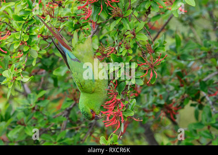 Slender-billed Parakeet (Enicognathus leptorhynchus) perched on a branch in Chile. Stock Photo