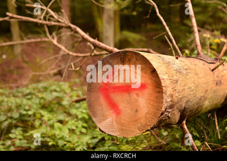 Directional arrow on a sawn tree trunk in the Harz National Park Stock Photo