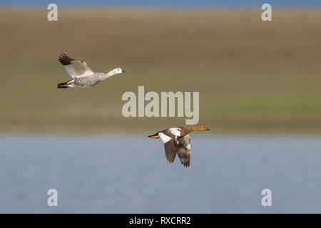 Upland Goose (Chloephaga picta) flying in Chile. Stock Photo