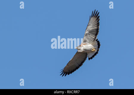 Variable Hawk (Buteo polyosoma) flying in Chile.