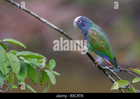 White-crowned Parrot (Pionus senilis) perched on a branch in Costa Rica. Stock Photo