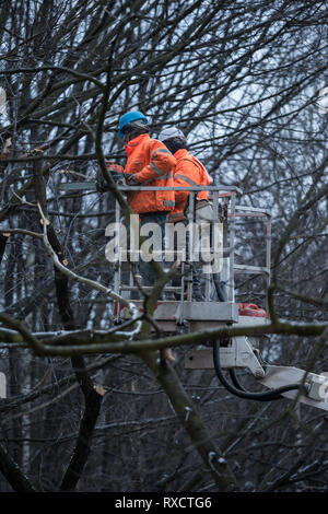 Two workers with a chainsaw on a crane platform cutting down a tree branches in forest park Stock Photo