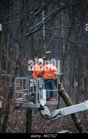 Two workers with a chainsaw on a crane platform cutting down a tree in forest park Stock Photo