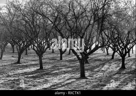 Black and white image of an orchard devoid of leaves in early morning sunlight Stock Photo