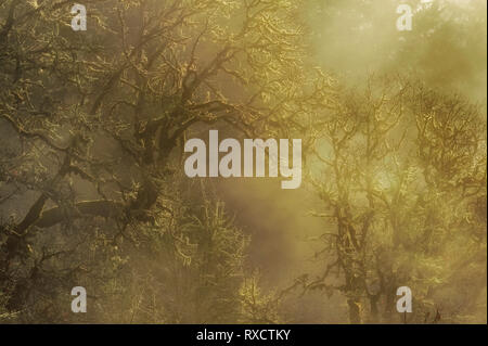 Golden sunlight provides a dreamlike scene as it breaks through the heavy fog in a forest of trees. Stock Photo