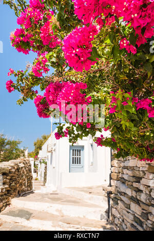 Summer flowers growing in the garden. Sifnos island, Greece. Stock Photo