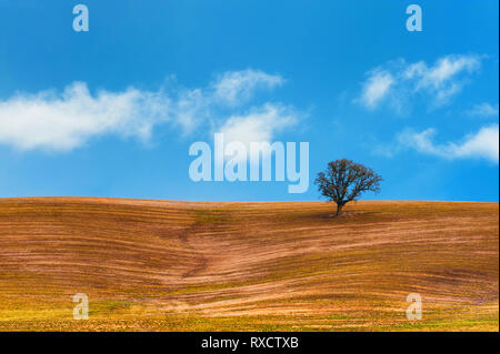 Wispy white clouds float in blue skies over an agricultural field on a hill where a lone tree stands.