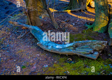 Old wooden log on the laying on the ground surrounded by green moss and old dried leafs. Stock Photo