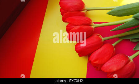 Red colorful tulips over a colorful background, in a flat lay composition with copy space Stock Photo