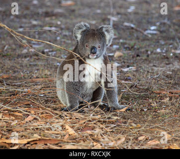 Portrait cute little Australian Koala Bear sitting on the ground in an eucalyptus forest and looking with curiosity. Kangaroo island. Stock Photo