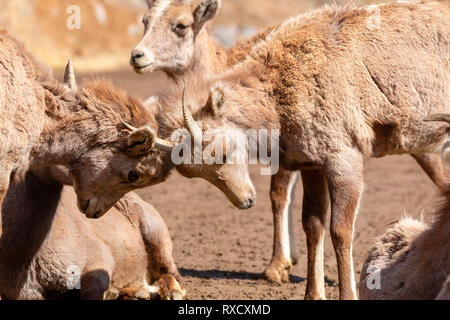 Bighorn Sheep Along the Platte River in Waterton Canyon Colorado on a beautiful winter morning Stock Photo