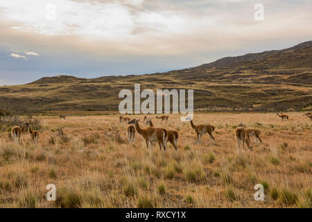 Wild guanacos in Patagonia National Park, Aysen, Patagonia, Chile Stock Photo