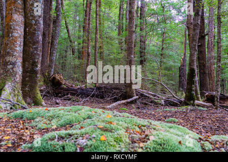 In New Zealand rain forest off-track in Keplar Track in South Island New Zealand Stock Photo