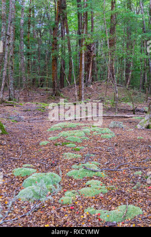 In New Zealand rain forest off-track in Keplar Track in South Island New Zealand Stock Photo