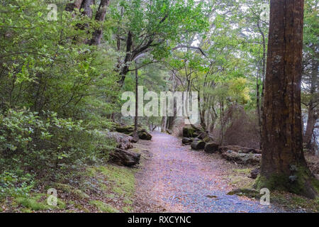 In New Zealand rain forest off-track in Keplar Track in South Island New Zealand Stock Photo