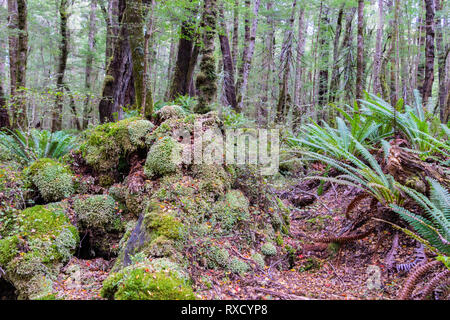 In New Zealand rain forest off-track in Keplar Track in South Island New Zealand Stock Photo