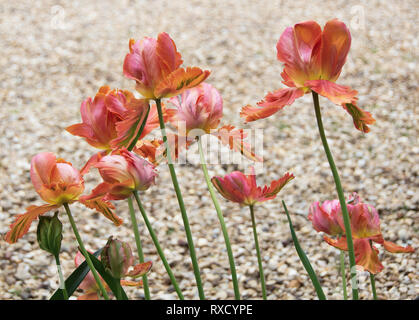 Lift off - a flock of parrot tulips as if taking flight Stock Photo