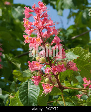Aesculus carnea 'briotti' horse chestnut hybrid with pink and ornage flowers Stock Photo