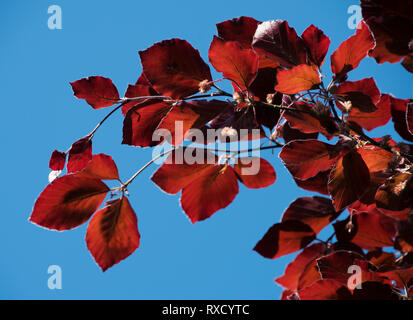 Fagus sylvatica purpurea Young copper beech leaves & emerging inconspicuous small red flowers Stock Photo