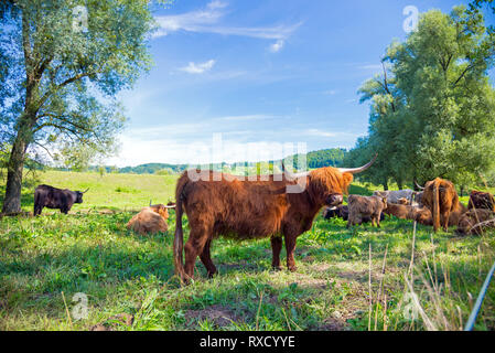 scottish highland cow on a meadow in switzerland Stock Photo