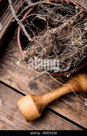 Maral root, medicinal plant of Siberian medicine.Dry roots Stock Photo