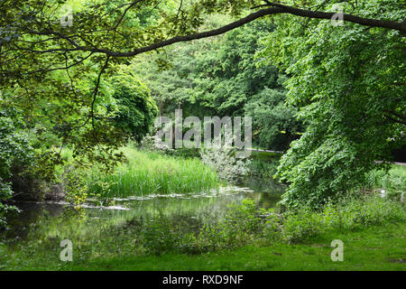 The River Colne running through Colchester Castle Park and Gardens, Colchester, Essex, UK Stock Photo