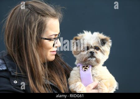 Birmingham, UK. 9th March, 2019. Dogs arrive with their owners on day three of Crufts, the world's largest dog show, at the NEC Birmingham. Minnie the Shipom is held by her owner Lauren. Peter Lopeman/Alamy Live News Stock Photo